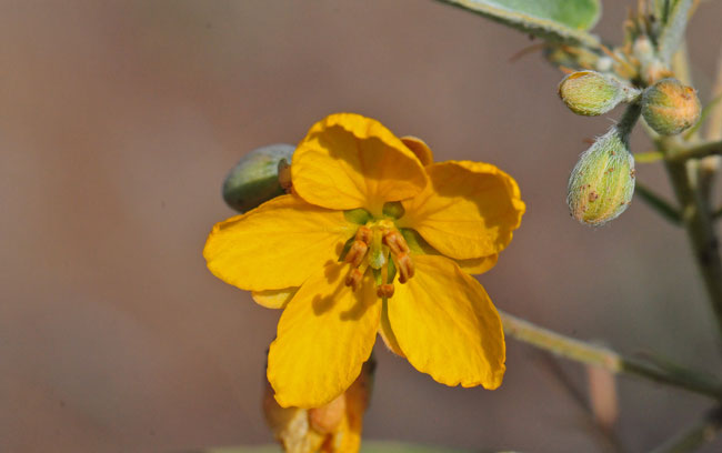 Senna bauhinioides, Twinleaf Senna Senna bauhinioides, Twinleaf Senna